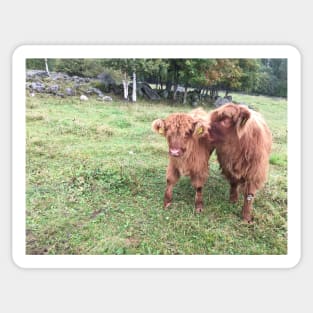 Scottish Highland Cattle Calves 1538 Sticker